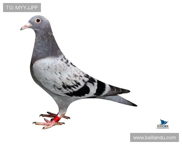 AG国际登录常见问题及解决方案，助你轻松应对登录过程中遇到的各种困难